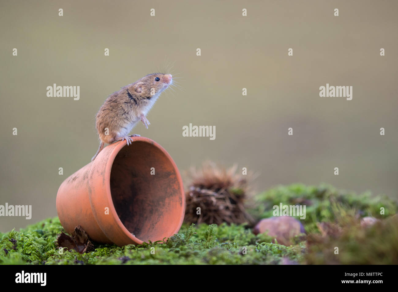 Souris récolte essayant d'obtenir une meilleure vue d'une plante en pot Banque D'Images