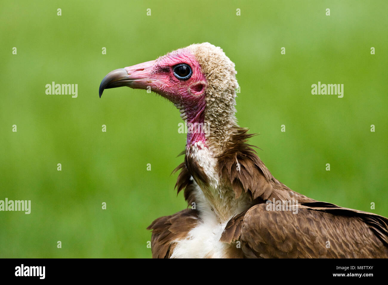 Kapgier ; Hooded Vulture Banque D'Images