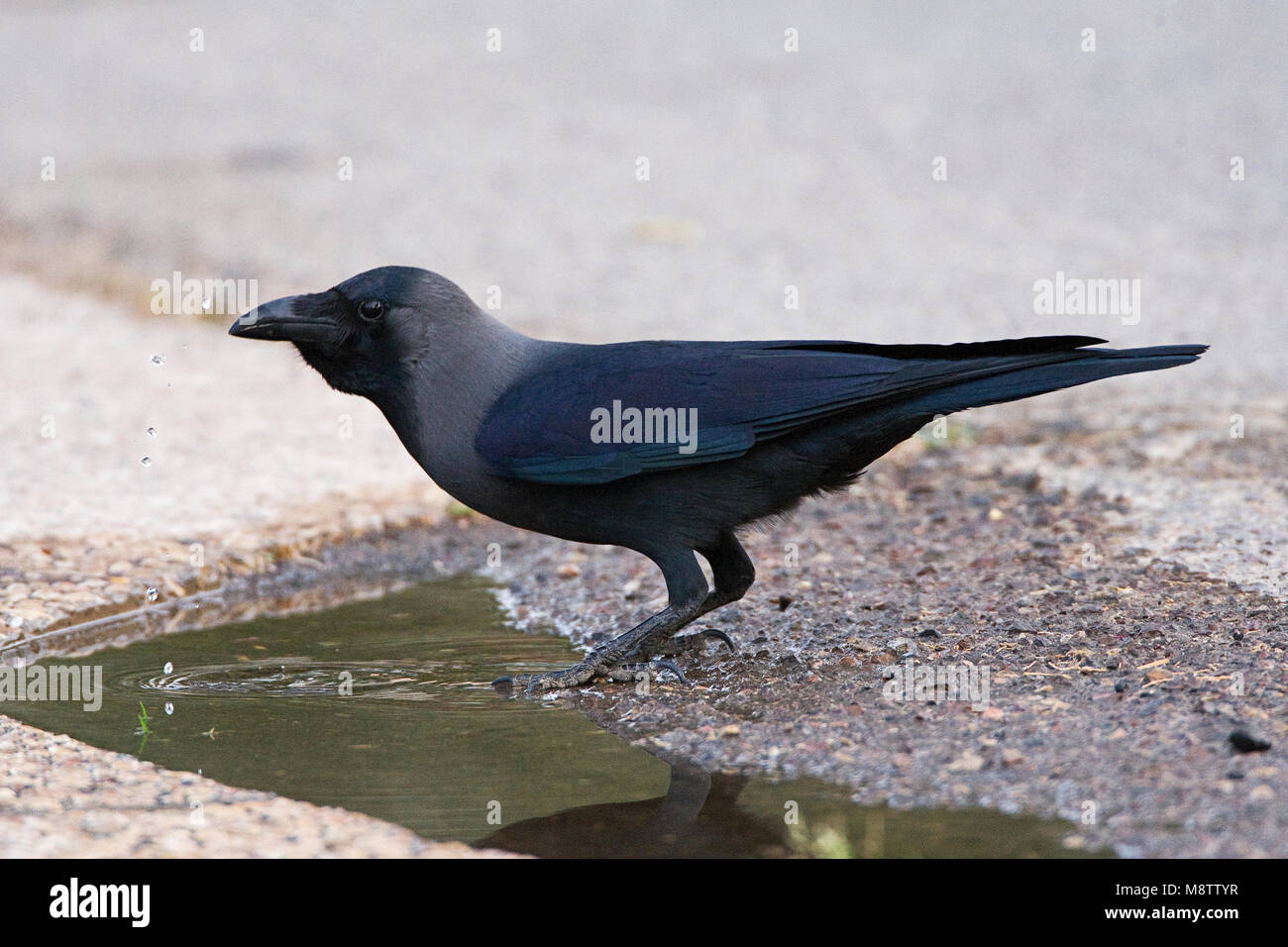 Huiskraai drinkend uit plas dans parc Ofira ; Ellat House Crow dans le parc Ofira potable Eilat Banque D'Images