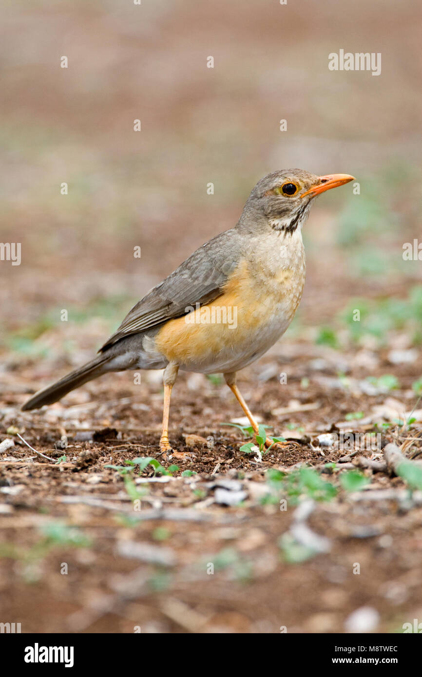 Kurrichane Merle Kurrichane-lijster,, Turdus libonyana Banque D'Images