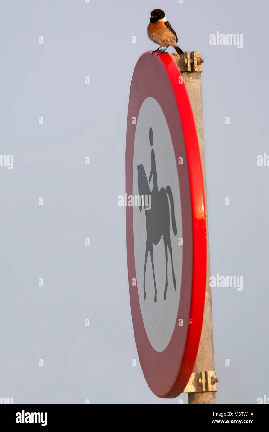 European Stonechat, Roodborsttapuit, Saxicola rubicola Banque D'Images