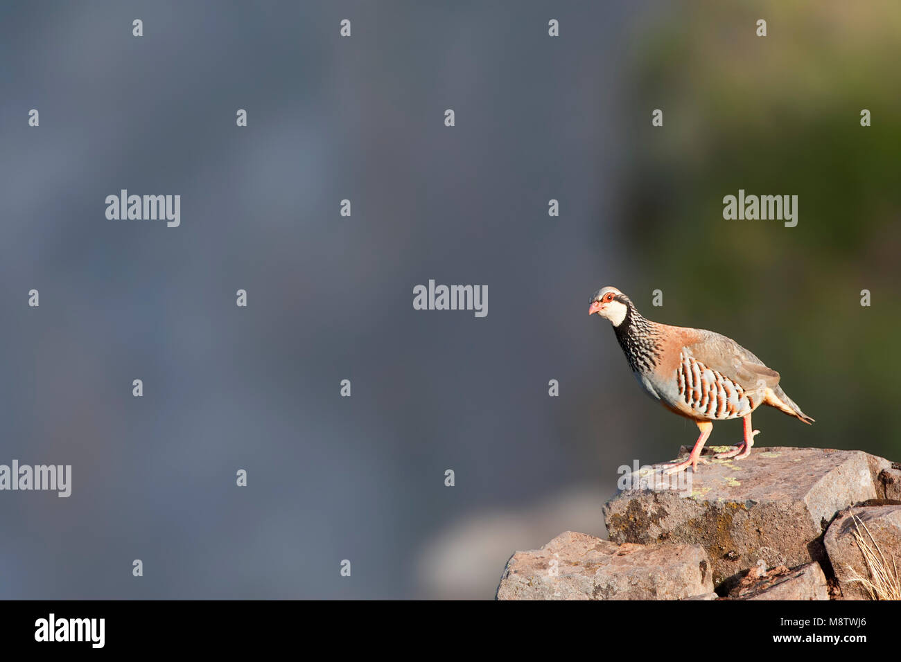 Rode Patrijs op een uitkijkpunt ; Red-legged Partridge perced sur un affût Banque D'Images