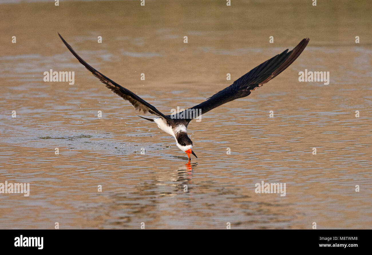 Amerikaanse Schaarbek, Black Skimmer Rynchops niger, Banque D'Images