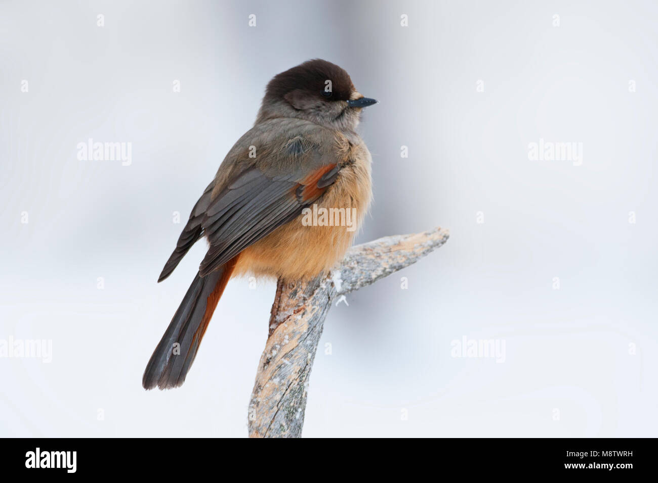 Taigagaai zittend op een besneeuwde tak ; Siberian Jay perché sur une branche couverte de neige Banque D'Images