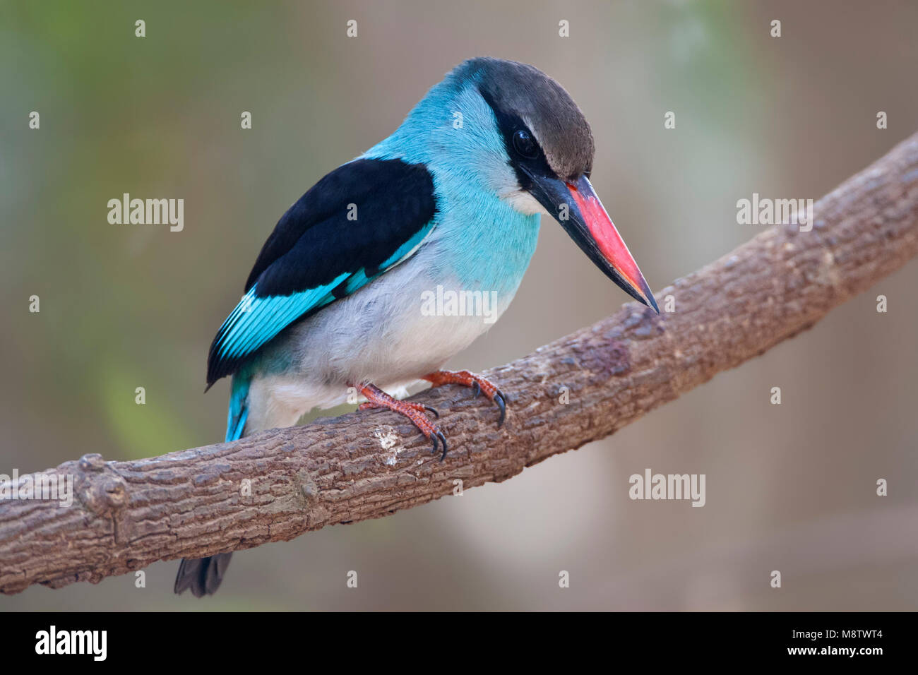 Teugelijsvogel, Blue-breasted Kingfisher, Halcyon malimbica Banque D'Images