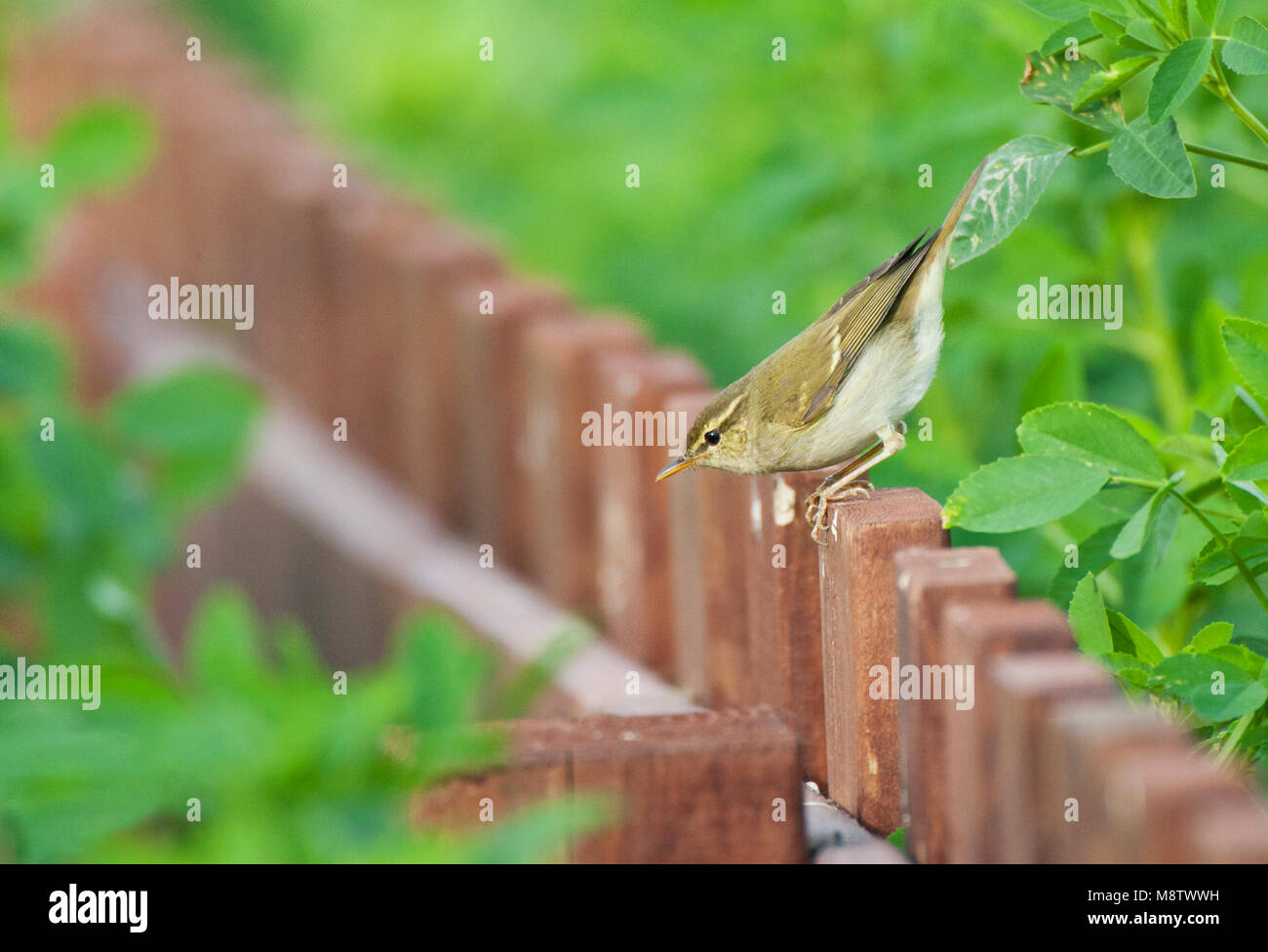 Doortrekkende Swinhoes Boszanger aan de oostkust van Chine ; deux migrants de prescription orangée (Phylloscopus plumbeitarsus) lors de la migration sur la côte est Banque D'Images