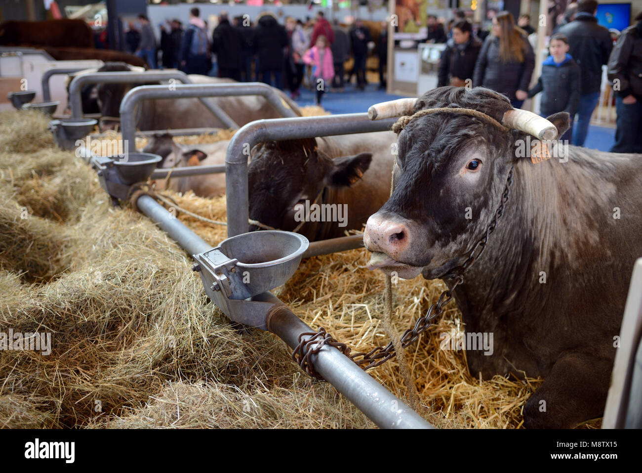 Bazadaise les bovins en enclos de bétail ou d'animaux Cale & visiteurs au Salon International de l'Agriculture de Paris aka Salon International de l'Agriculture Banque D'Images
