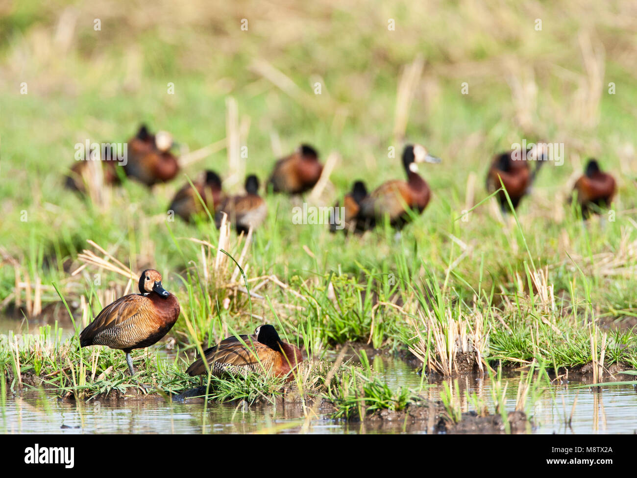 Groep rustende dans Witwangfluiteenden Kotu Creek, la Gambie ; Groupe de à face blanche au repos à Whistling-Ducks Kotu Creek en Gambie Banque D'Images