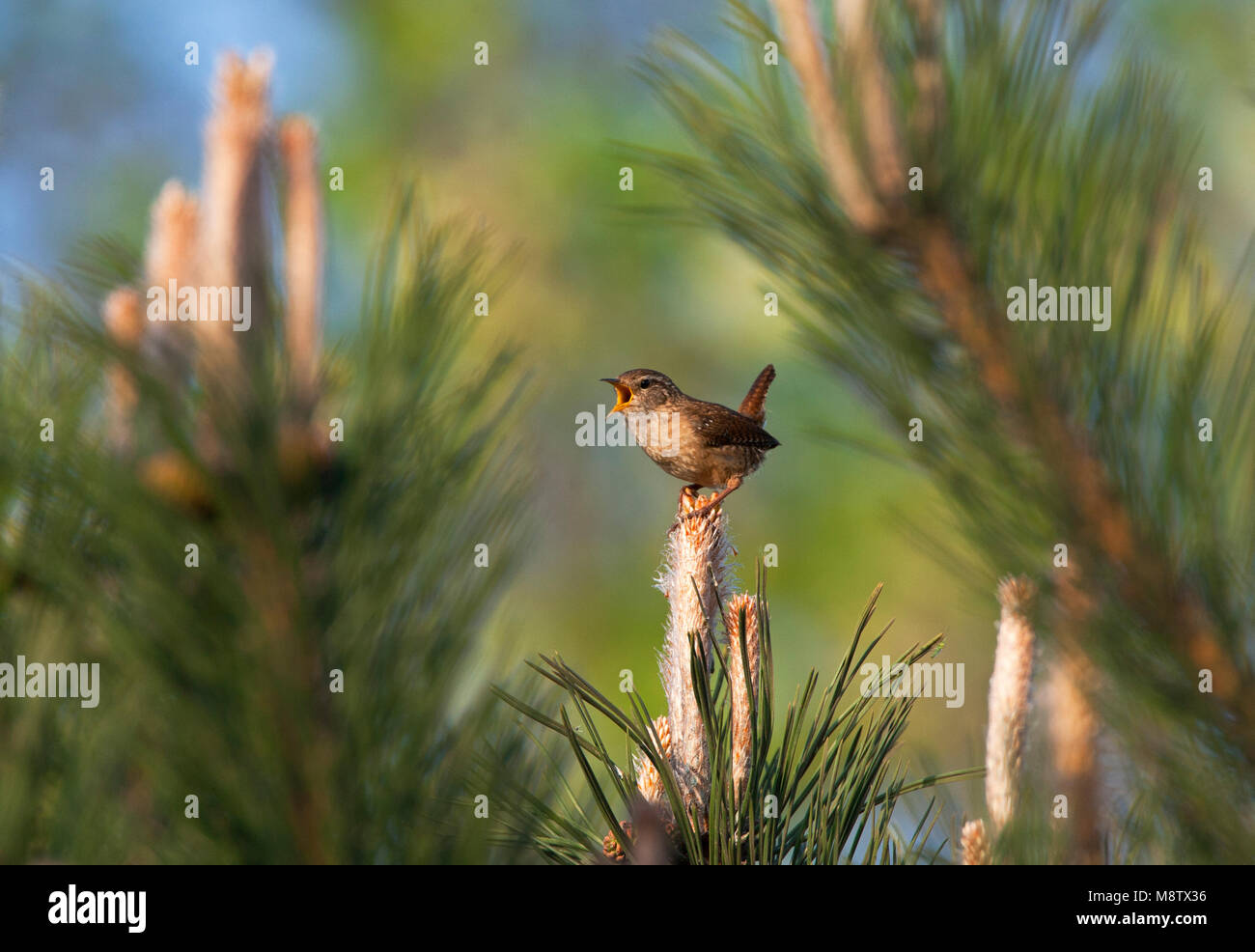 Winterkoning, le Troglodyte mignon, Troglodytes troglodytes Banque D'Images