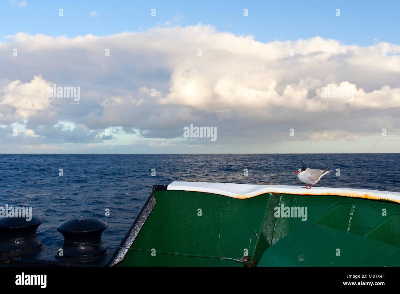 Zuidpoolstern zittend op een reling van expeditiecruise schip Molchanov ; sterne antarctique (tristanensis) assis sur la balustrade de expedition cruise ship Mo Banque D'Images
