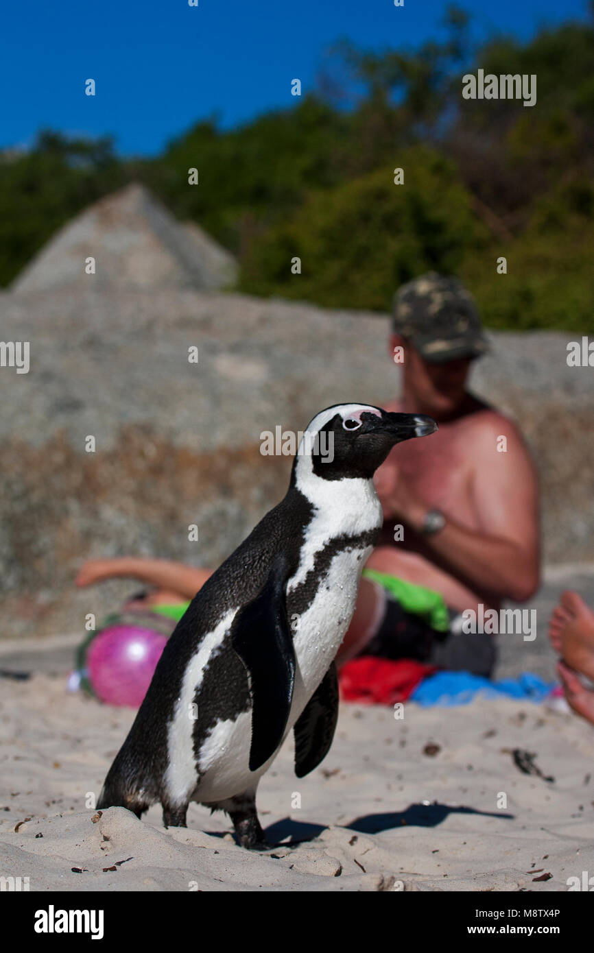 Zwartvoetpinguïn op het strand van Boulders Beach dans Zuid-Africa ; des profils Jackass Penguin sur la plage avec les touristes Banque D'Images