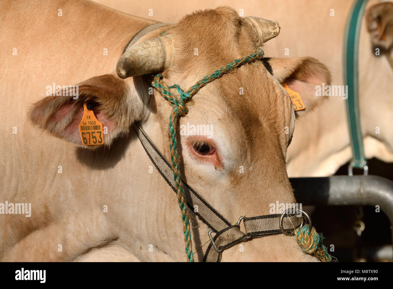 portrait de la blonde d aquitaine ou de vaches de boucherie bovins avec l etiquette d identification a code barres ou l oreille photo stock alamy