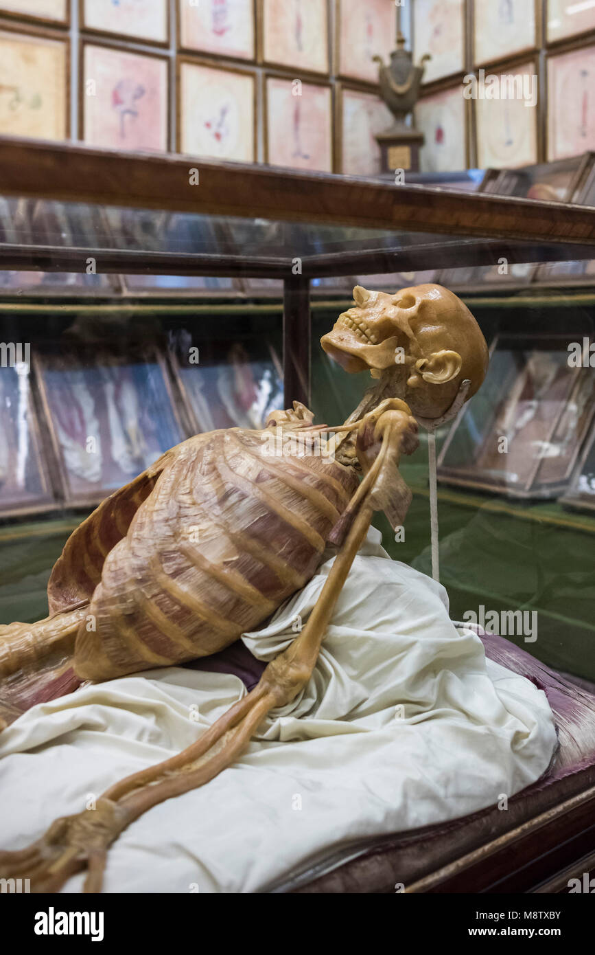 Florence. L'Italie. Collection de modèles anatomiques en cire du 18ème siècle à La Specola, musée de zoologie et de l'histoire naturelle. Banque D'Images