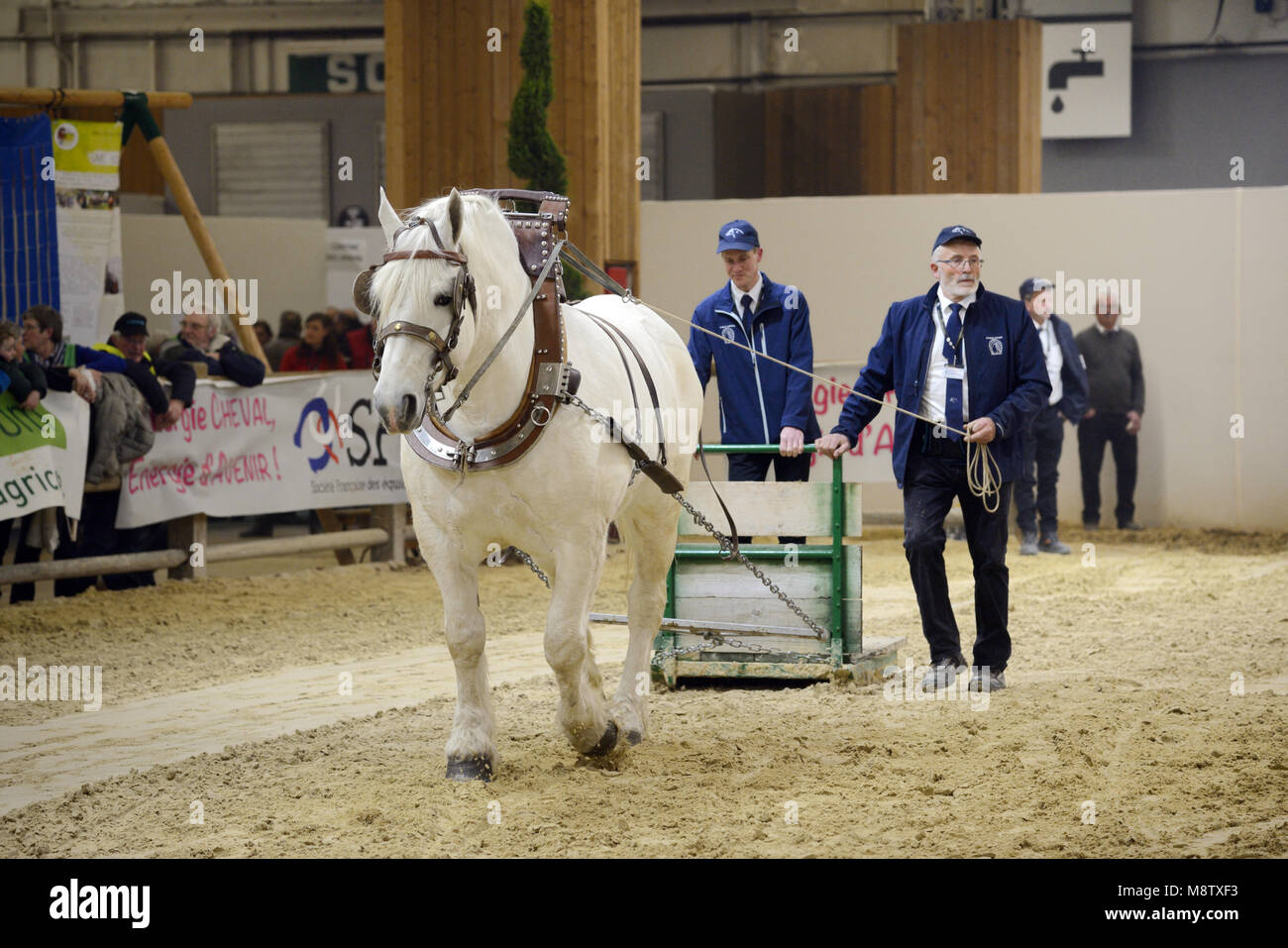 Exposition ou démonstration d'un Cheval de Trait Boulonnais traîneau tirant au Salon International de l'Agriculture de Paris Paris France Banque D'Images