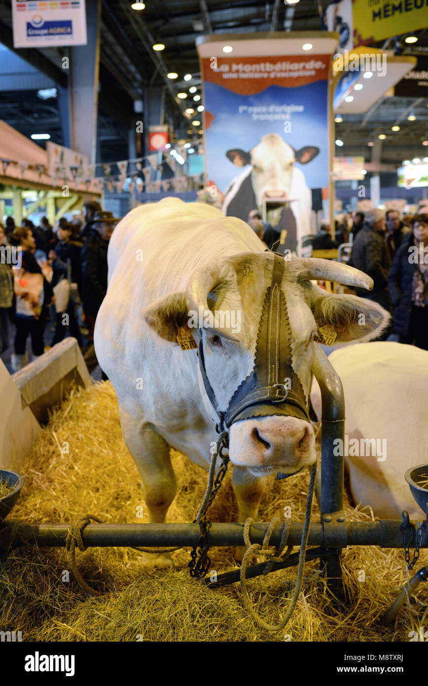 Bovins CHAROLAIS ou Bull en plume de vache ou Animal caler au Salon International de l'Agriculture de Paris Banque D'Images
