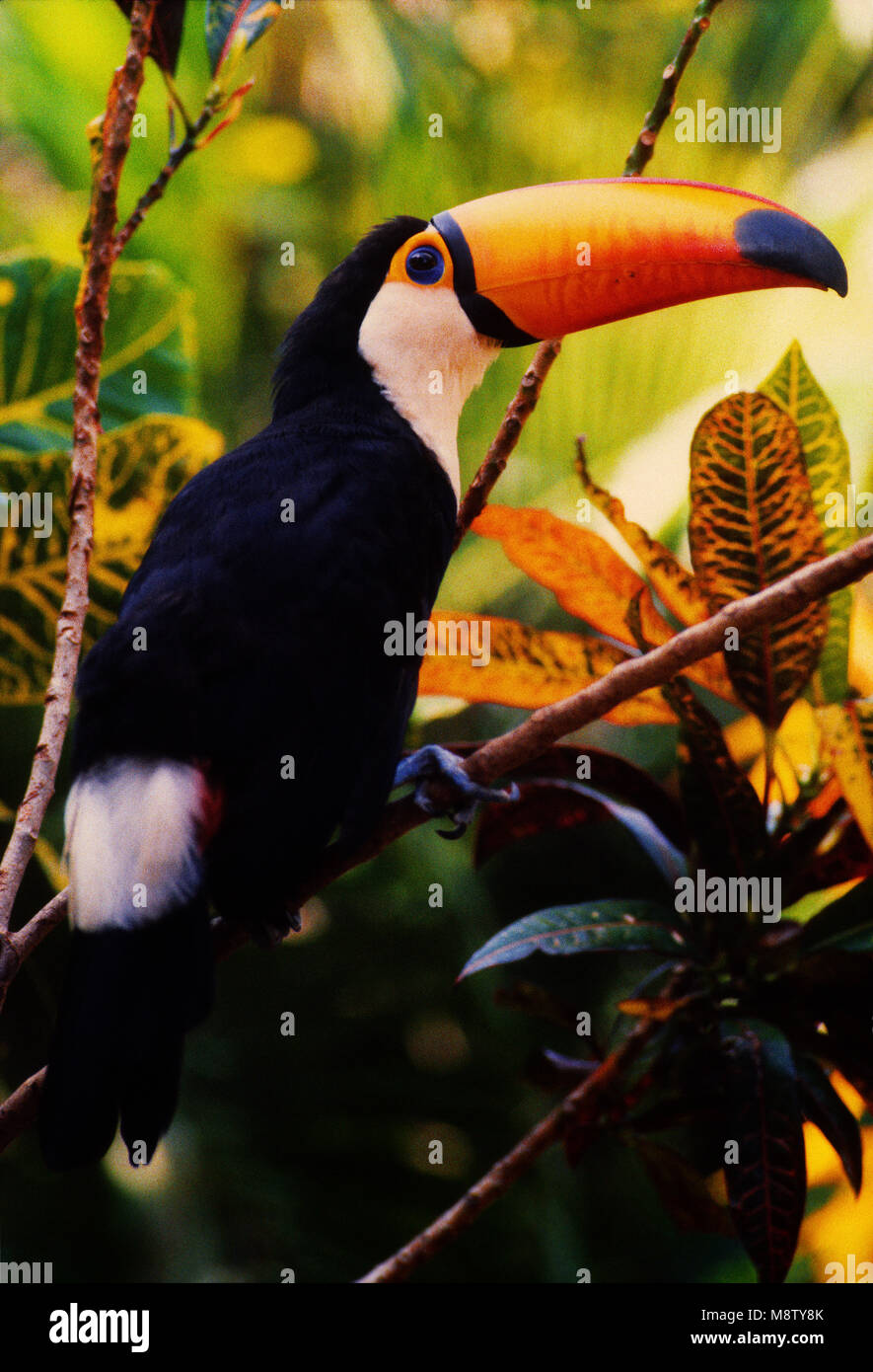 Toucan, Alta Floresta, Mato Grosso, Brésil Banque D'Images