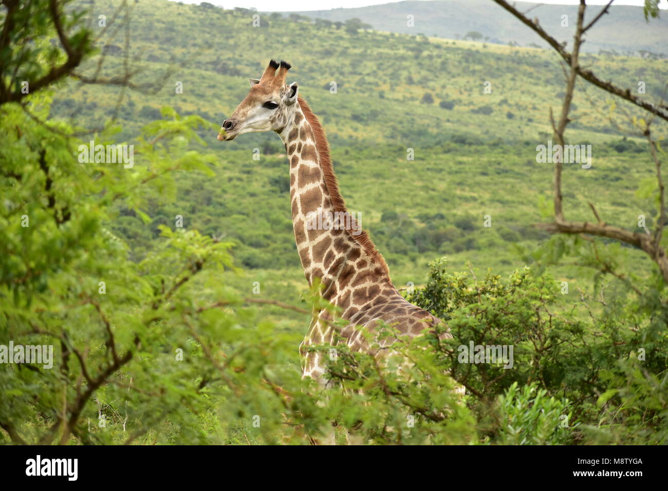 Girafe. Elle est belle et a une capacité naturelle à la tour au-dessus de la plupart des arbres. Banque D'Images