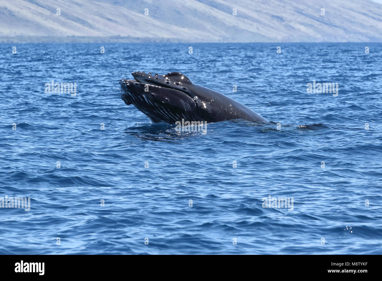 Baleine à bosse bébé jouant dans les eaux près de Lahaina sur Maui. Banque D'Images