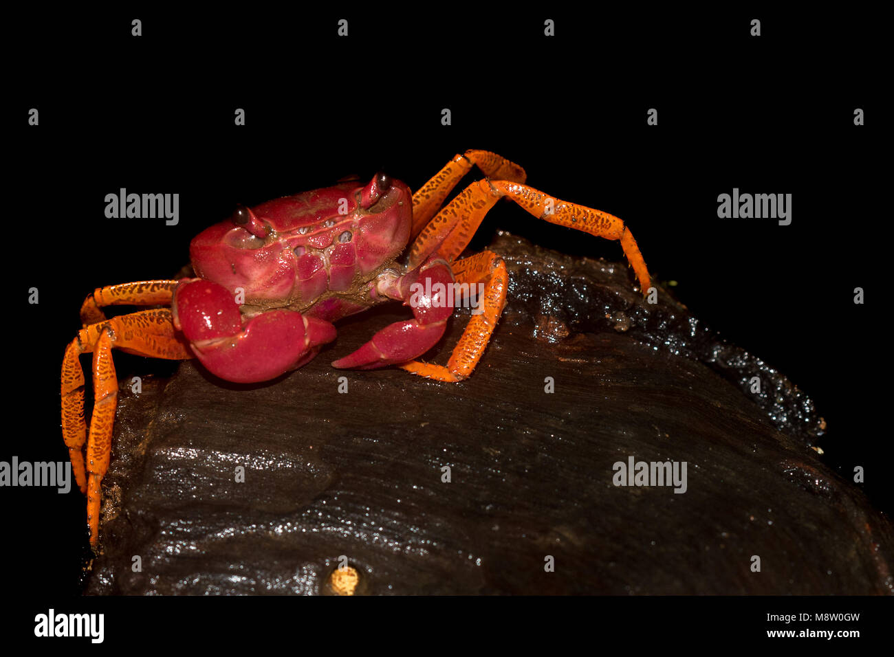 Ghatiana splendida, un des cinq nouvelles espèces de crabes d'eau douce de la Western Ghats, India Banque D'Images