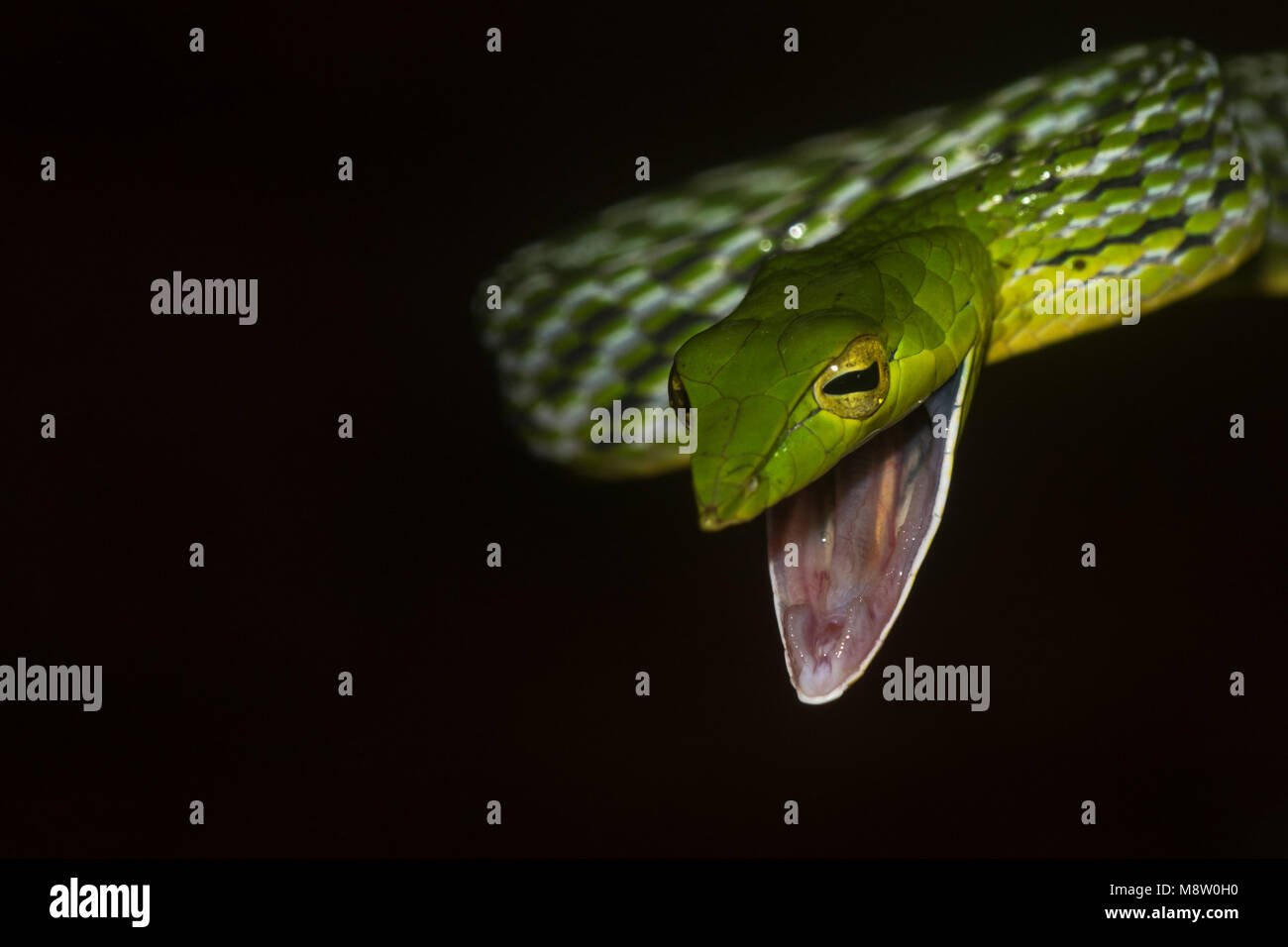 Serpent de vigne verte Banque D'Images