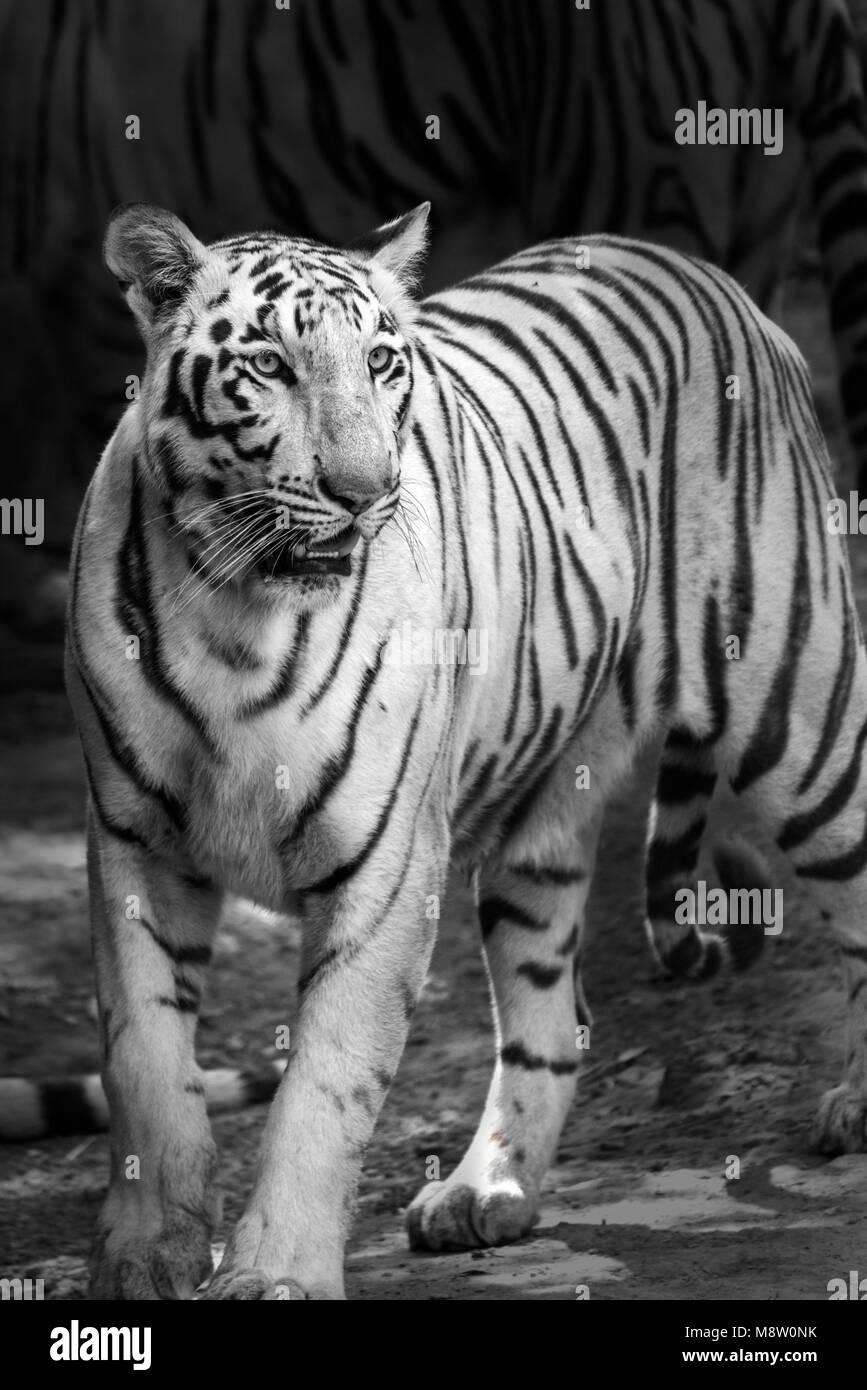 Portrait d'un Tigre Blanc ou tigre blanchie en noir et blanc à Rajkot Inde Banque D'Images