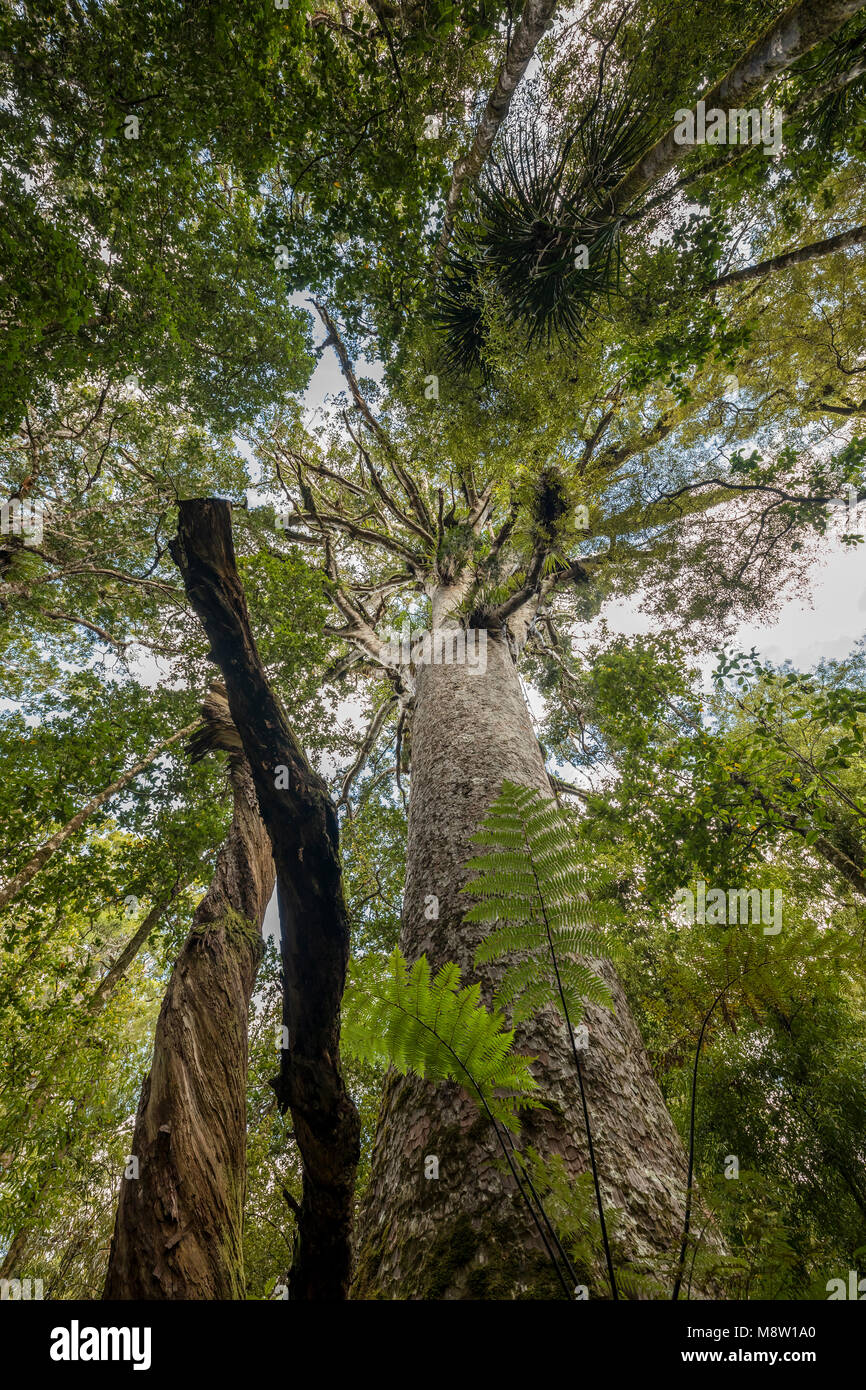 Agathis australis, arbre originaire de kauri de Nouvelle-Zélande Banque D'Images