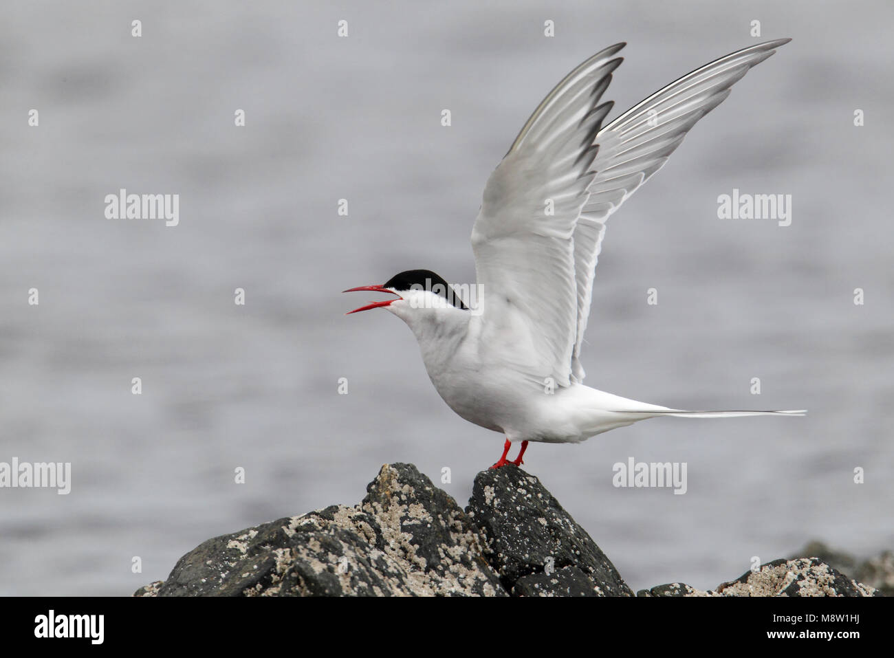 Noordse Stern, Sterne arctique Sterna paradisaea Banque D'Images