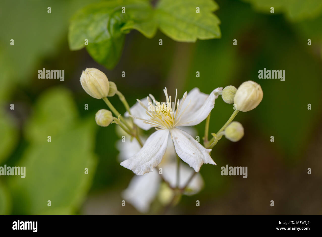 'Paul Farges, Summer Snow' Old Man's beard, Skogsklematis (Clematis vitalba) Banque D'Images