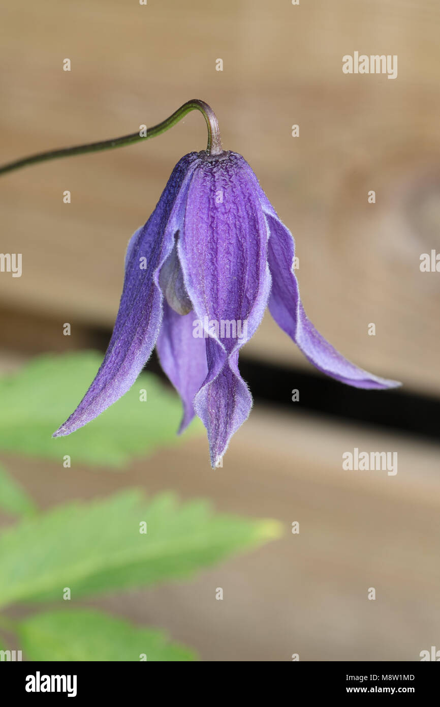 Helsingborg' clématite 'Alpine, Alpklematis (Clematis alpina) Banque D'Images