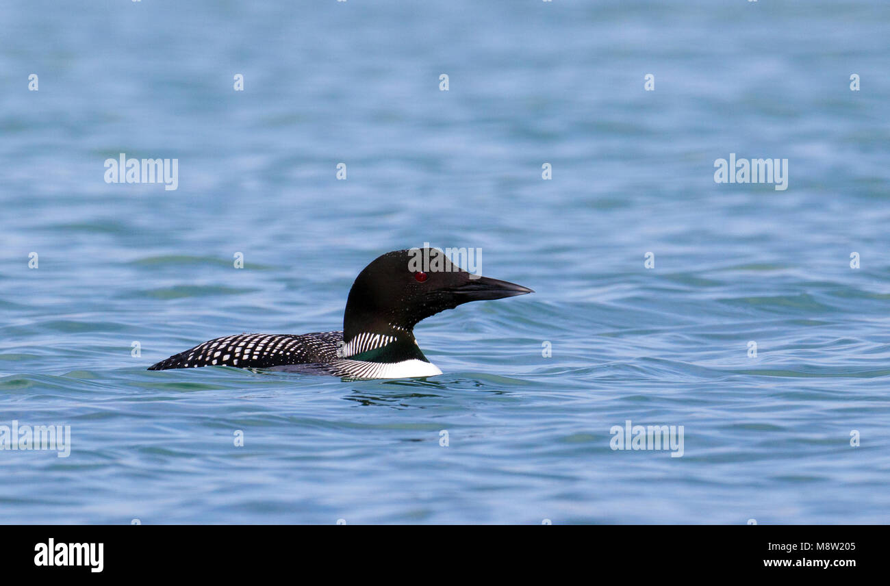 IJsduiker, Great Northern Plongeon huard, Gavia immer Banque D'Images