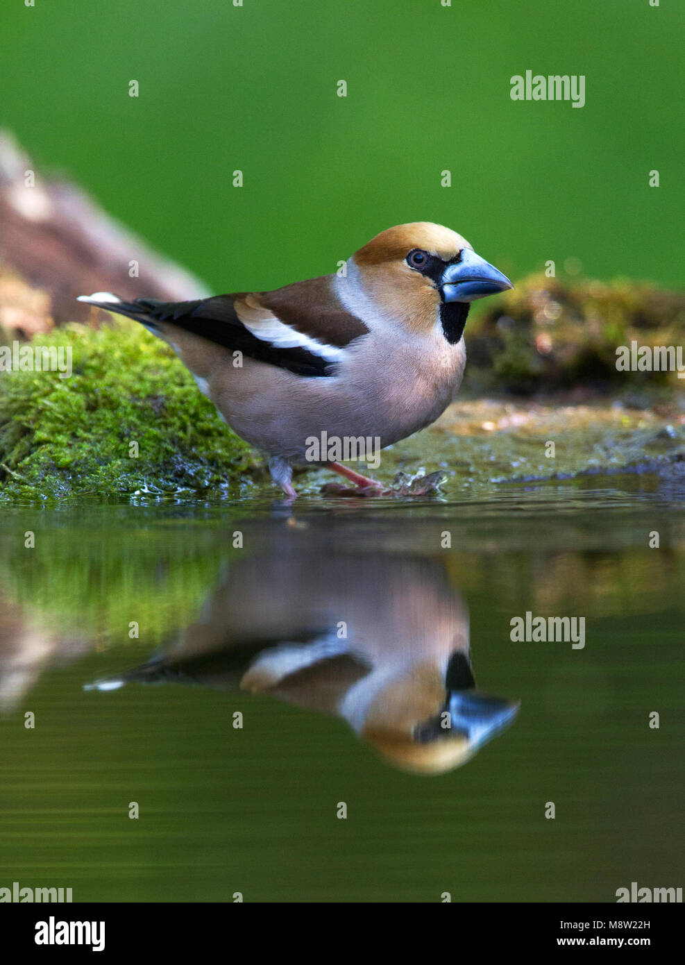 Appelvink Coccothraustes coccothraustes Hawfinch,, Banque D'Images