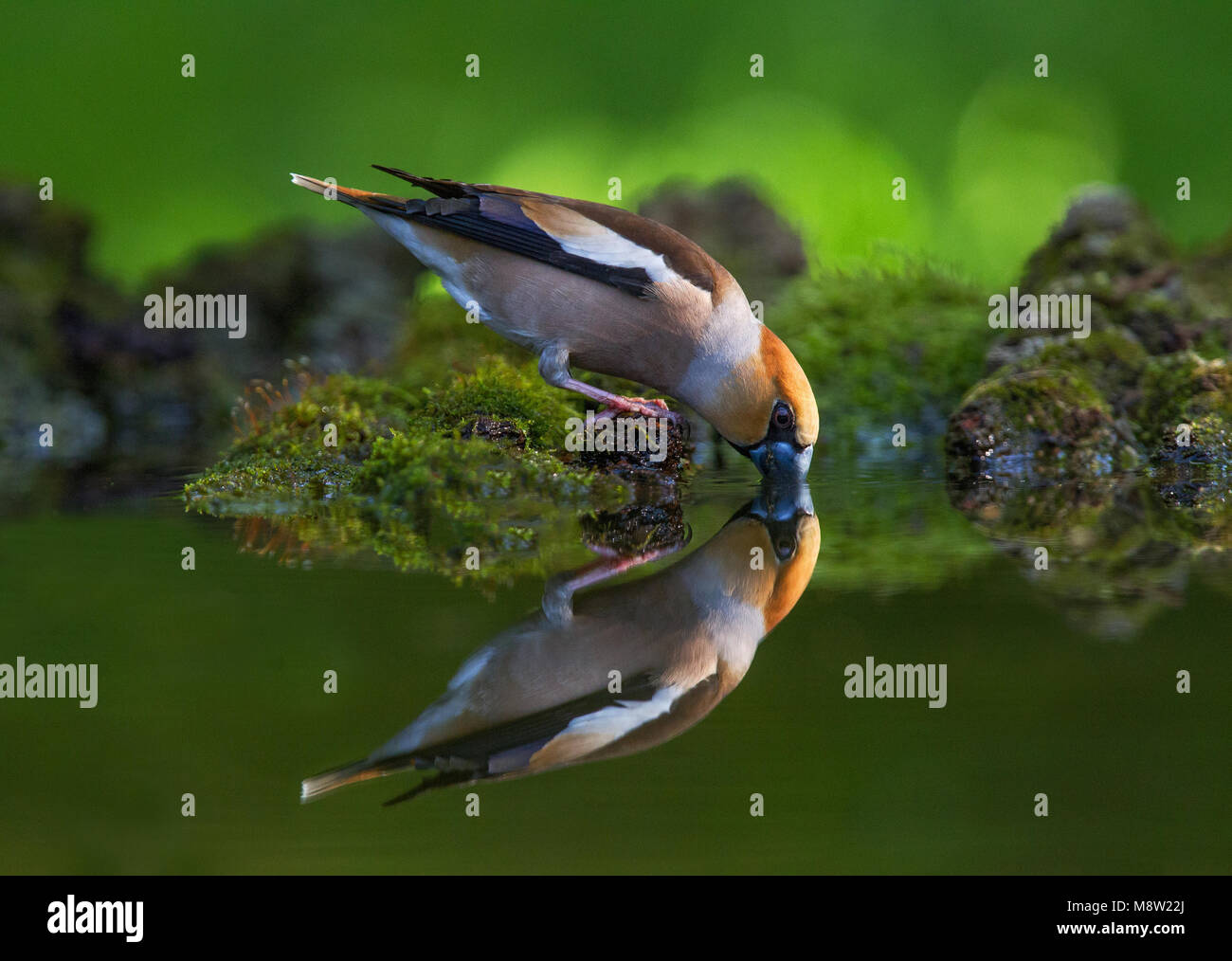 Appelvink Coccothraustes coccothraustes Hawfinch,, Banque D'Images