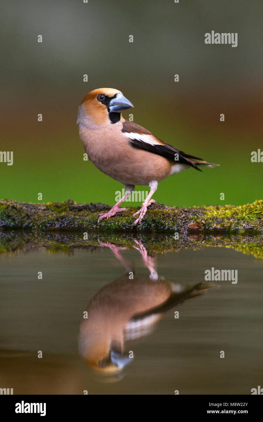 Appelvink Coccothraustes coccothraustes Hawfinch,, Banque D'Images