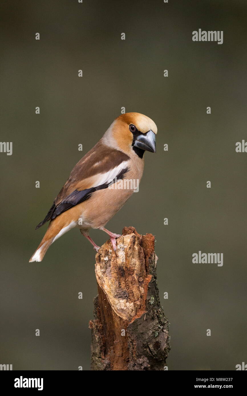 Appelvink Coccothraustes coccothraustes Hawfinch,, Banque D'Images