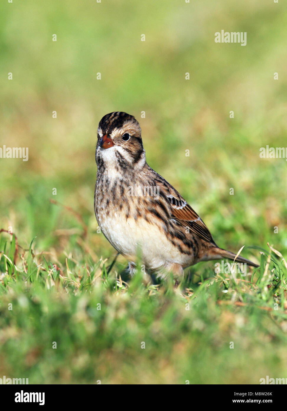 IJsgors, Lapland Bunting, Calcarius lapponicus Banque D'Images