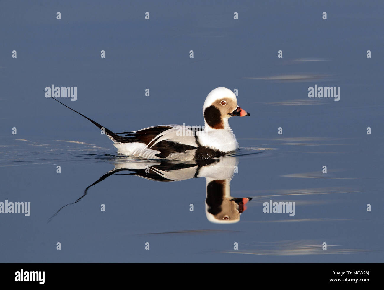 IJseend, le harelde kakawi Clangula hyemalis, Banque D'Images