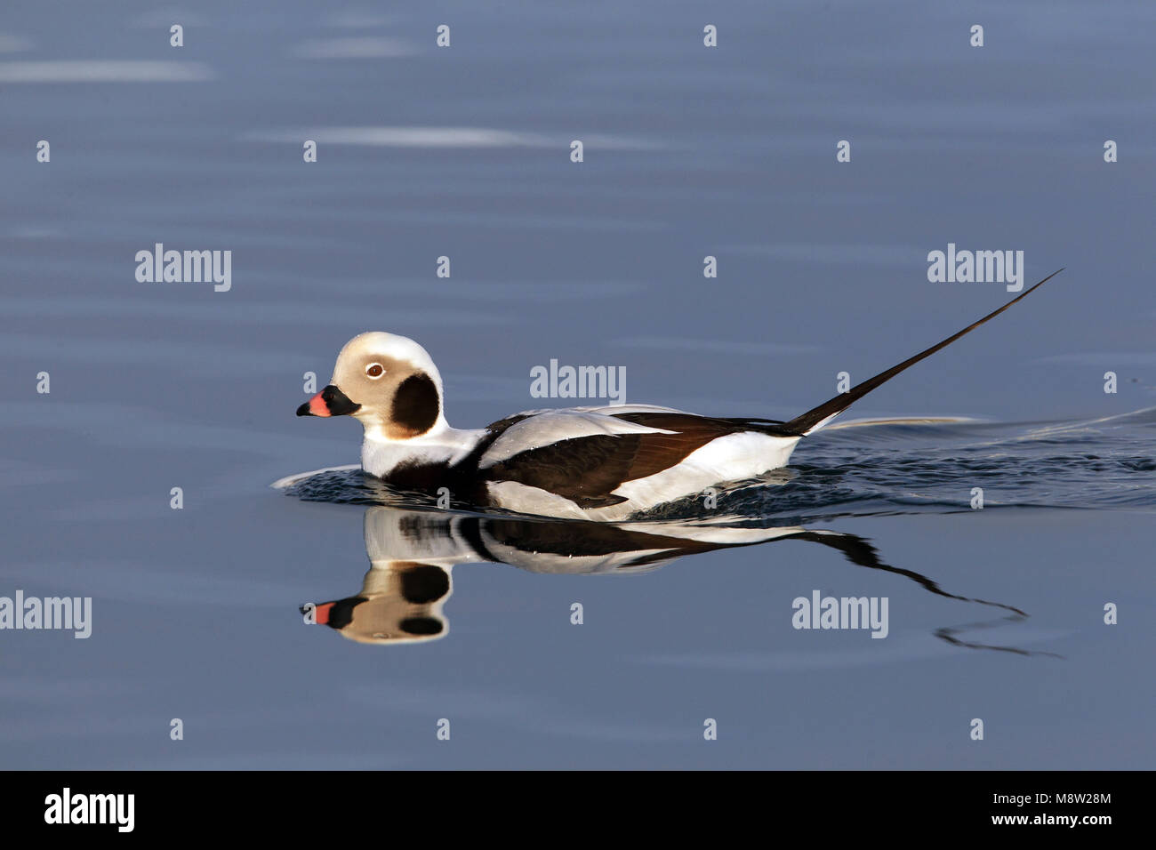 IJseend, le harelde kakawi Clangula hyemalis, Banque D'Images
