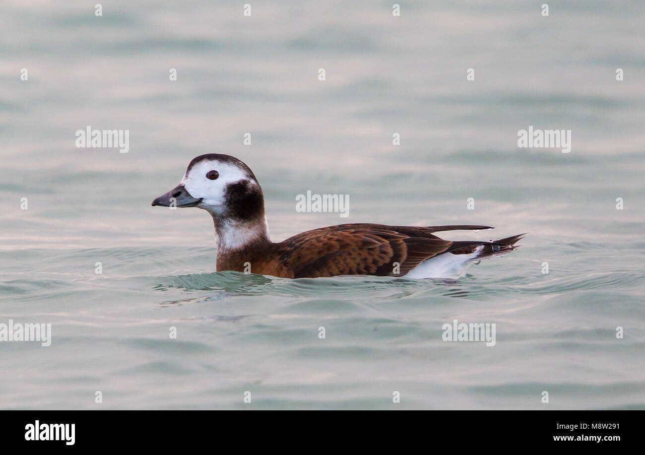 IJseend, le harelde kakawi Clangula hyemalis, Banque D'Images