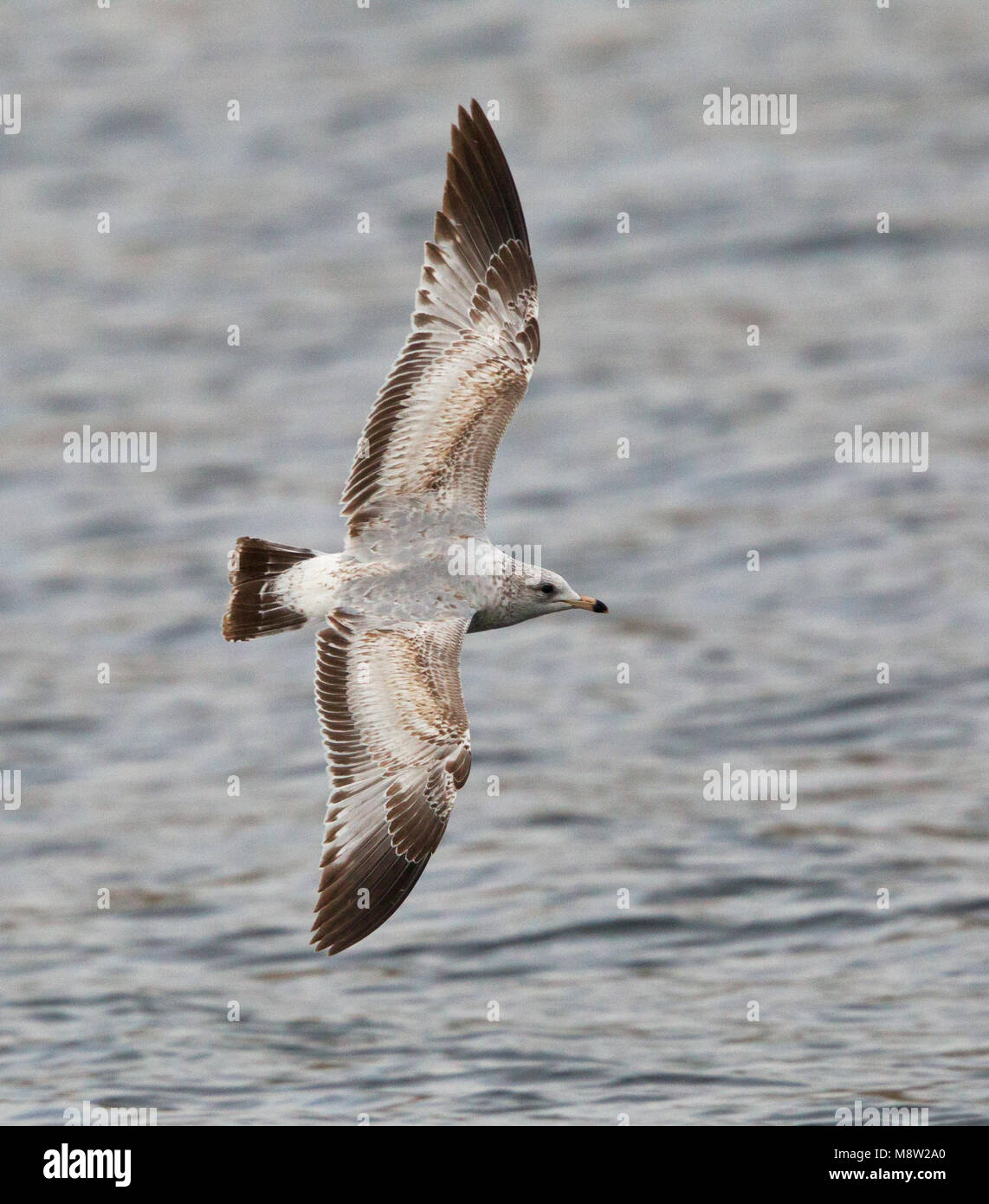 L'image d'oiseaux par Hugh Harrop Banque D'Images