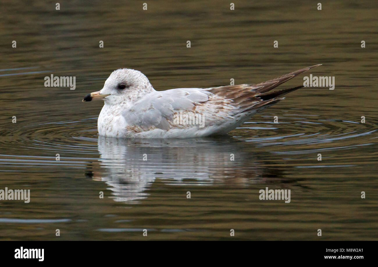 L'image d'oiseaux par Hugh Harrop Banque D'Images