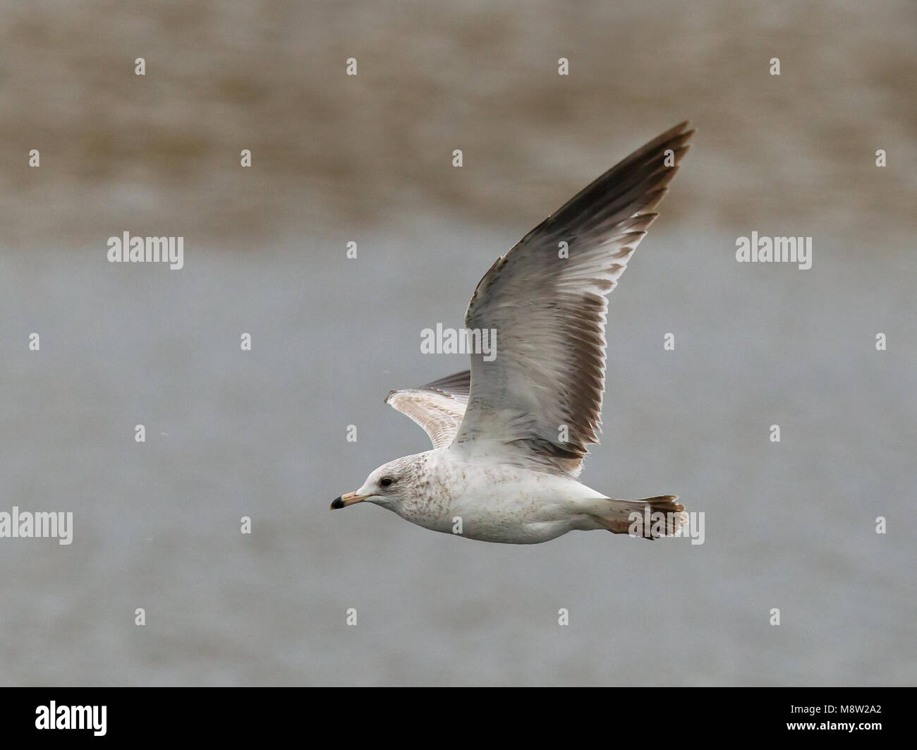 L'image d'oiseaux par Hugh Harrop Banque D'Images