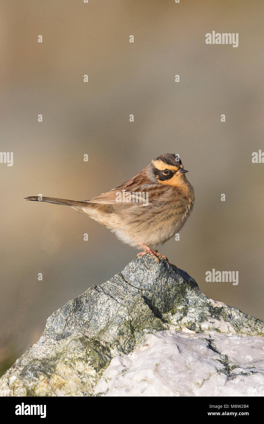 Bergheggenmus, Sibérien Accentor Prunella montanella, Banque D'Images