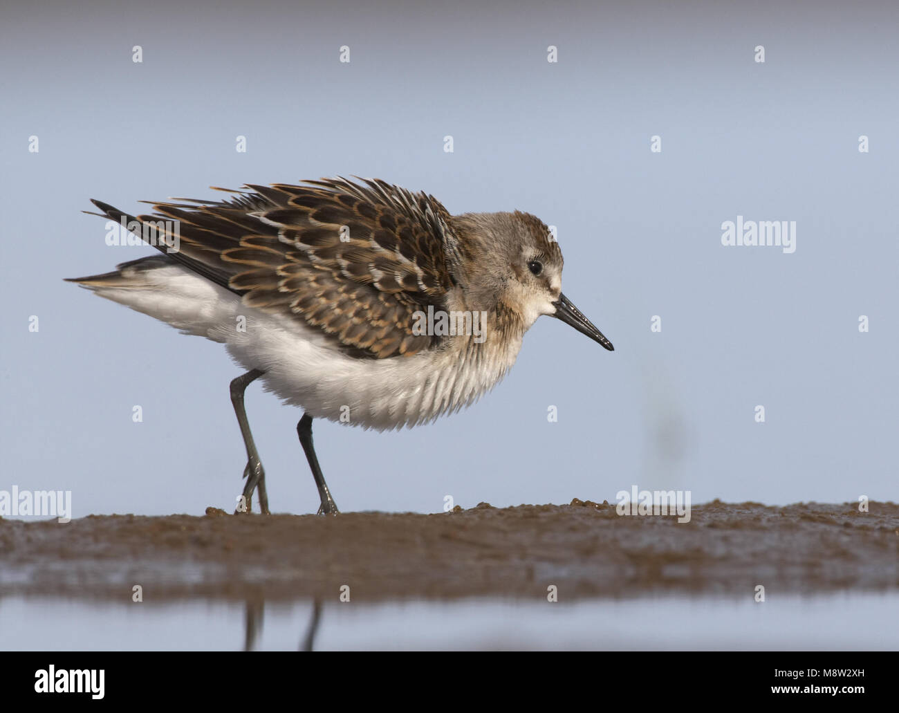 Peu de passage à gué immatures dans l'eau ; dans wadend onvolwassen Kleine Strandloper het water Banque D'Images Peu de passage à gué immatures dans l'eau ; dans wadend onvolwassen Kleine Strandloper het water Banque D'Images