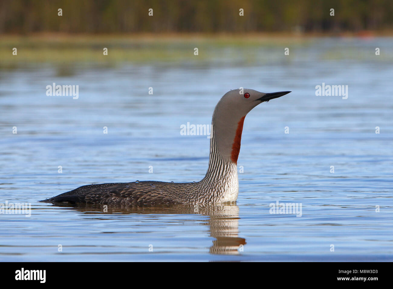 Roodkeelduiker, Plongeon catmarin Gavia stellata, Banque D'Images