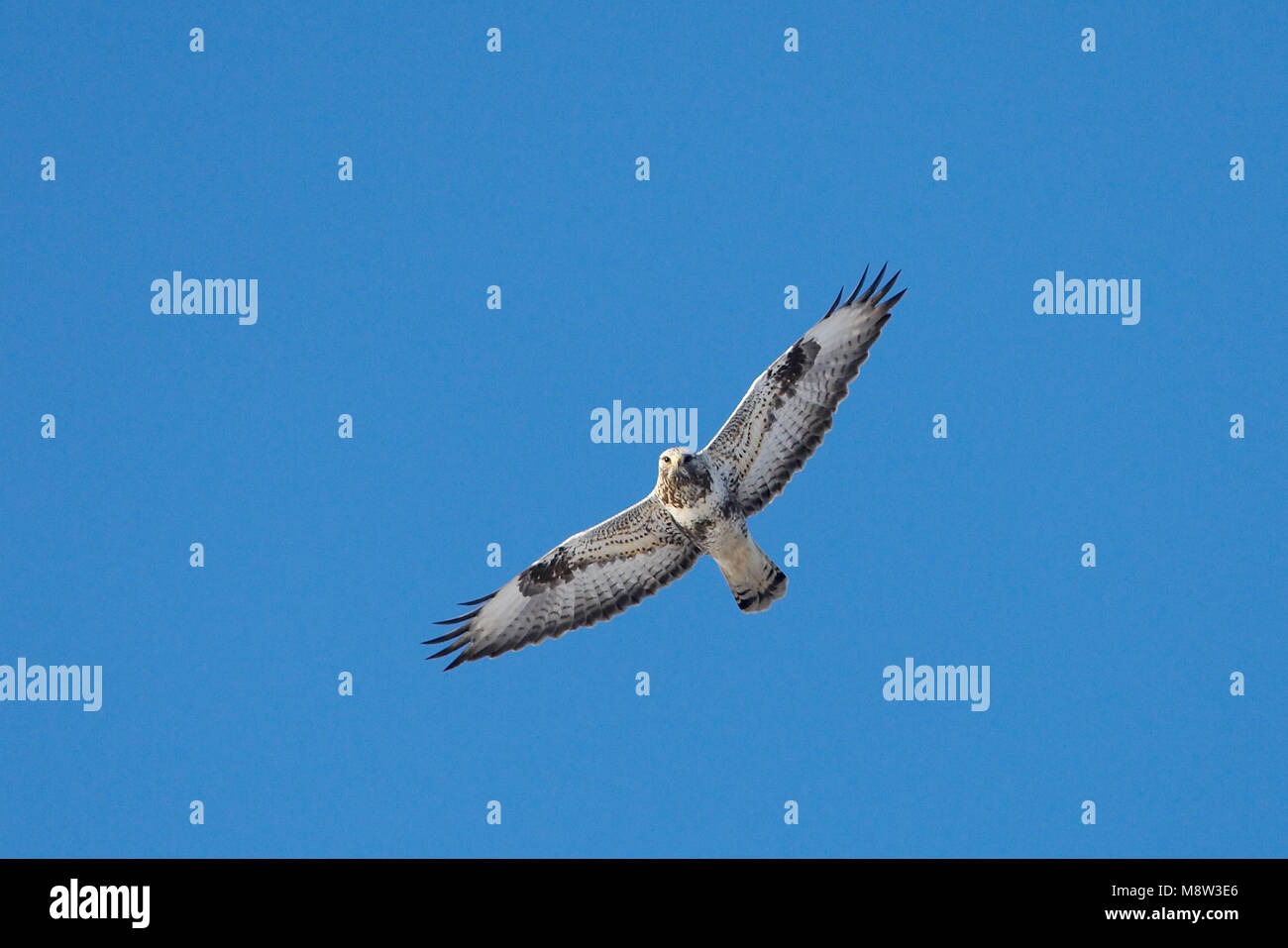 Dans Ruigpootbuizerd Volwassen viaje en avión ; les adultes en vol Buzzard Banque D'Images