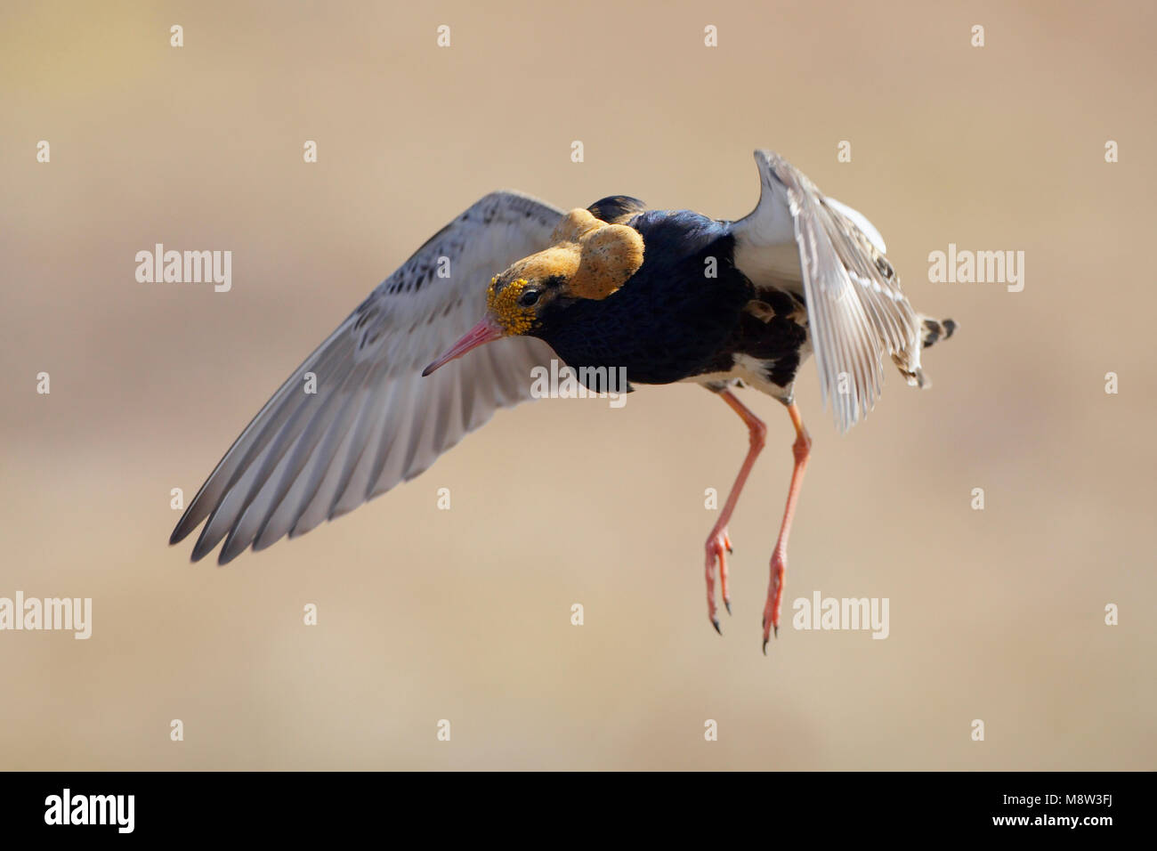 Kemphaan, Ruff Philomachus pugnax, Banque D'Images Kemphaan, Ruff Philomachus pugnax, Banque D'Images