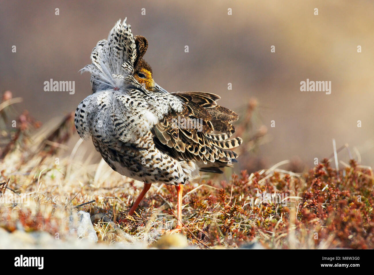 Kemphaan, Ruff Philomachus pugnax, Banque D'Images Kemphaan, Ruff Philomachus pugnax, Banque D'Images