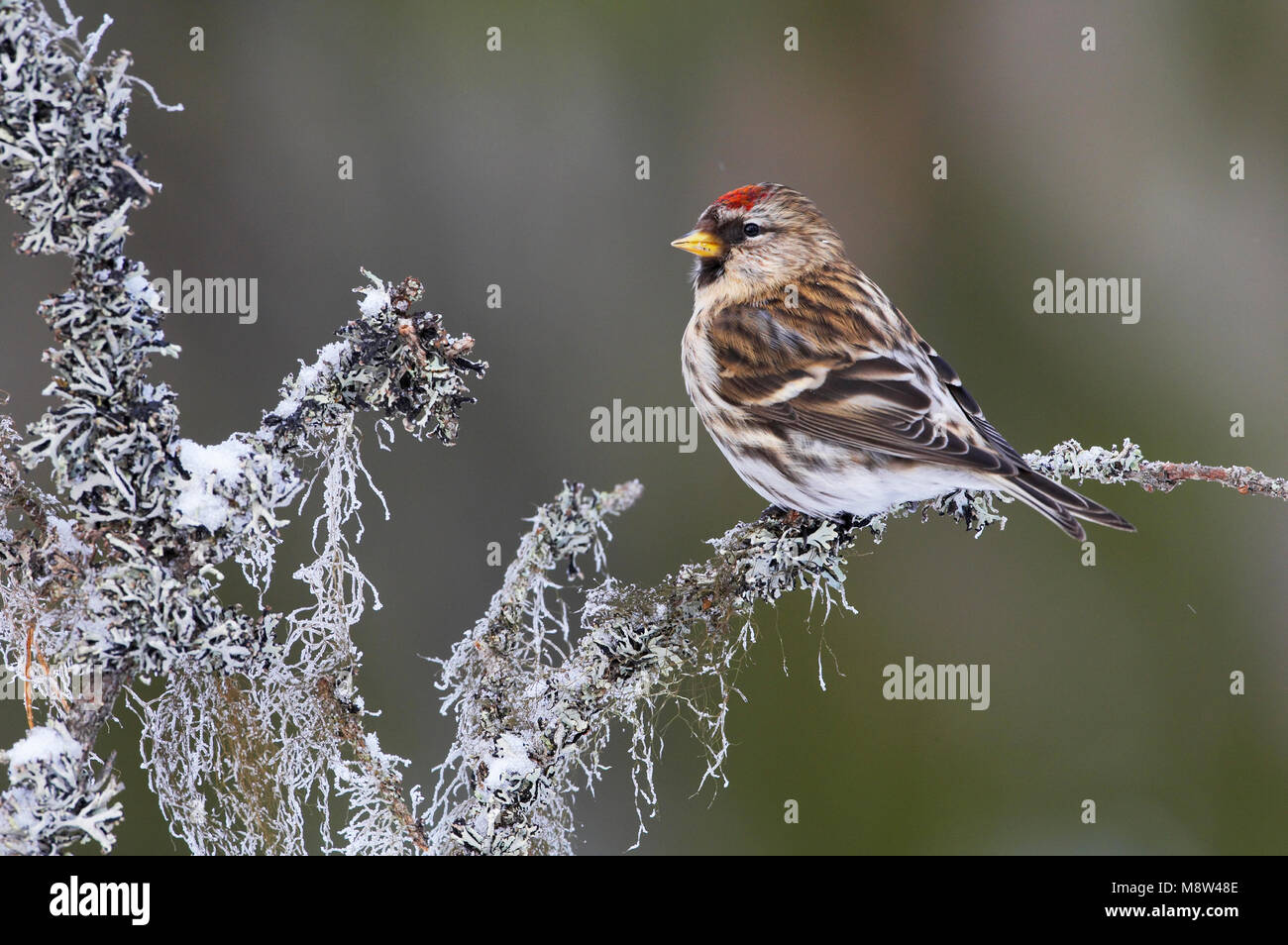 Grote Barmsijs zittend op besneeuwde tak ; Sizerin blanchâtre farineux perché sur la neige avec la direction générale Banque D'Images