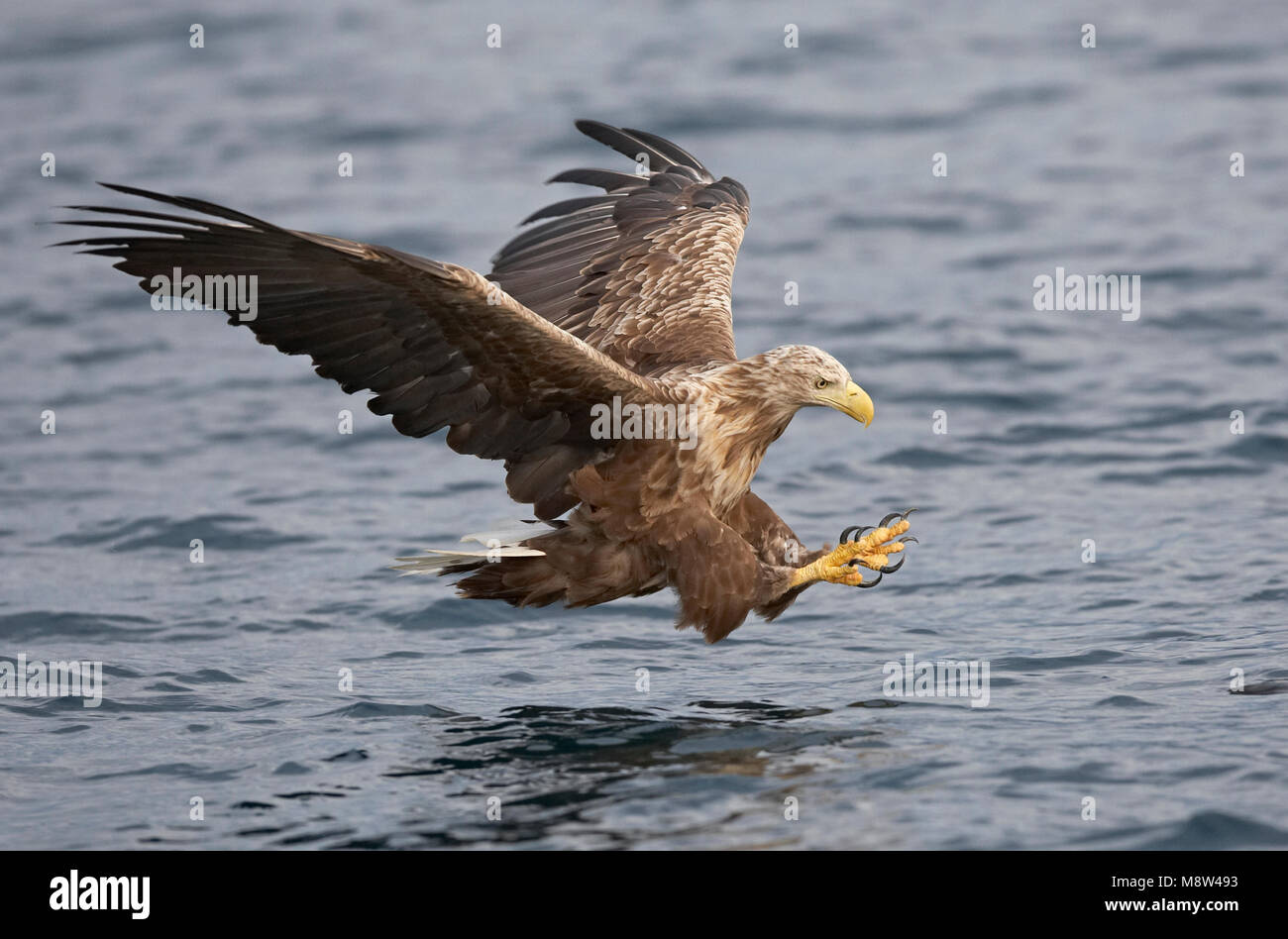 Recreatie en watersportcentrum, le pygargue à queue blanche (Haliaeetus albicilla), Banque D'Images