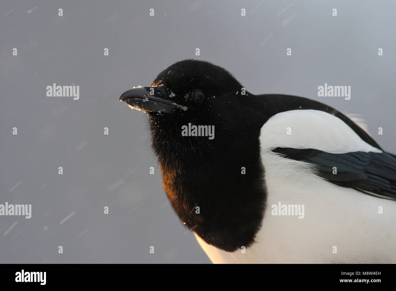 Ekster dans de winter ; Magpie commune en hiver Banque D'Images Ekster dans de winter ; Magpie commune en hiver Banque D'Images